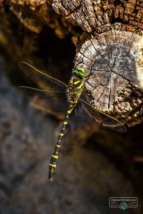 photo libellule cordulegastre front jaune verdon